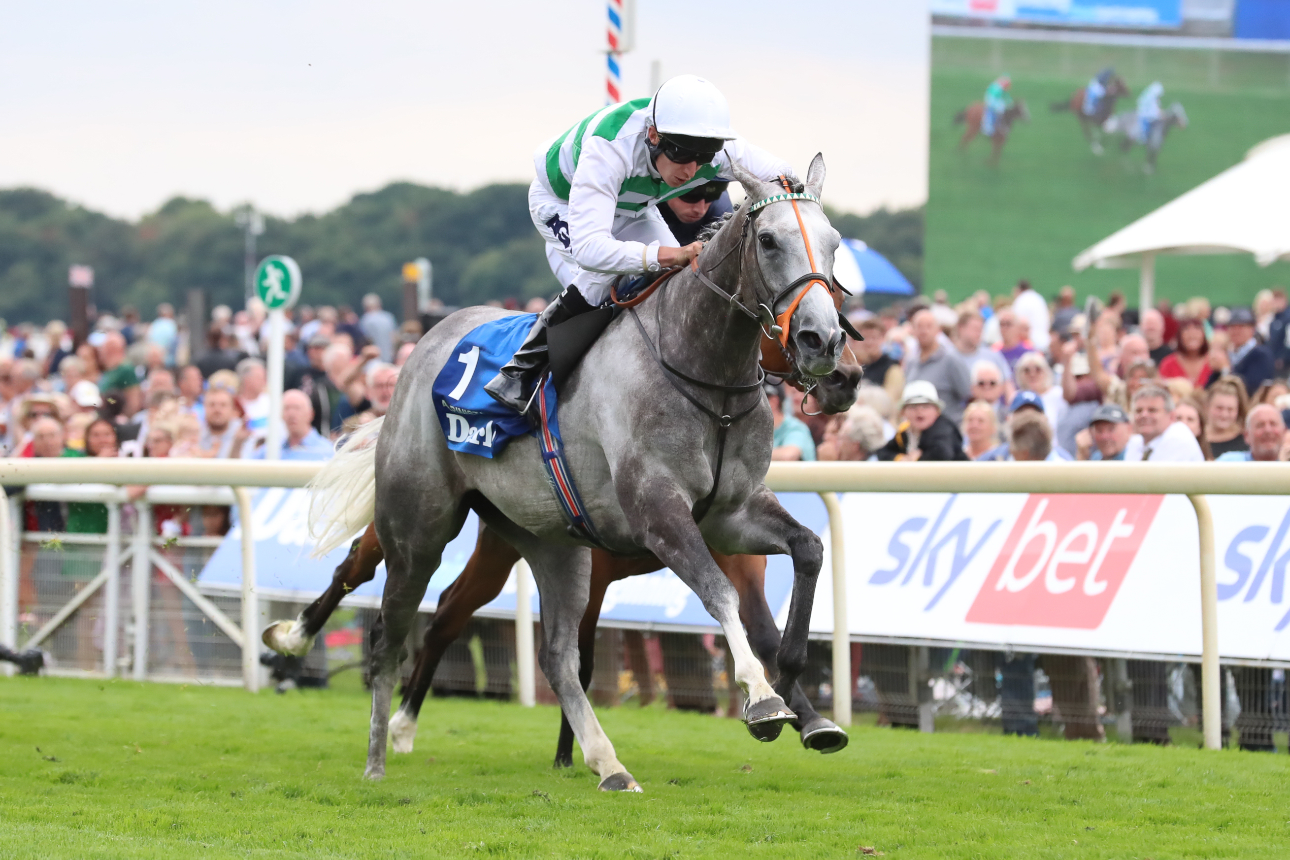 Alpinista retired Baaeed named Cartier Horse of the Year